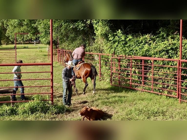 American Quarter Horse Gelding 6 years 15 hh Bay in Mountain View