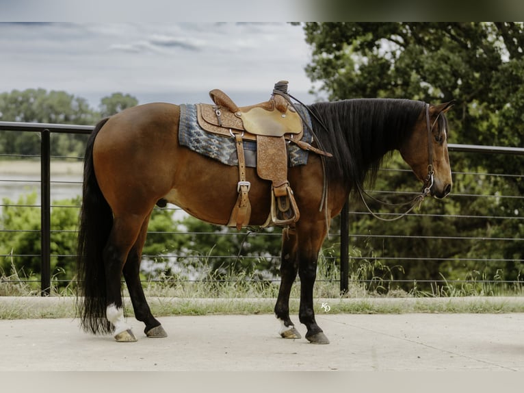 American Quarter Horse Gelding 6 years 15 hh Bay in Mountain View