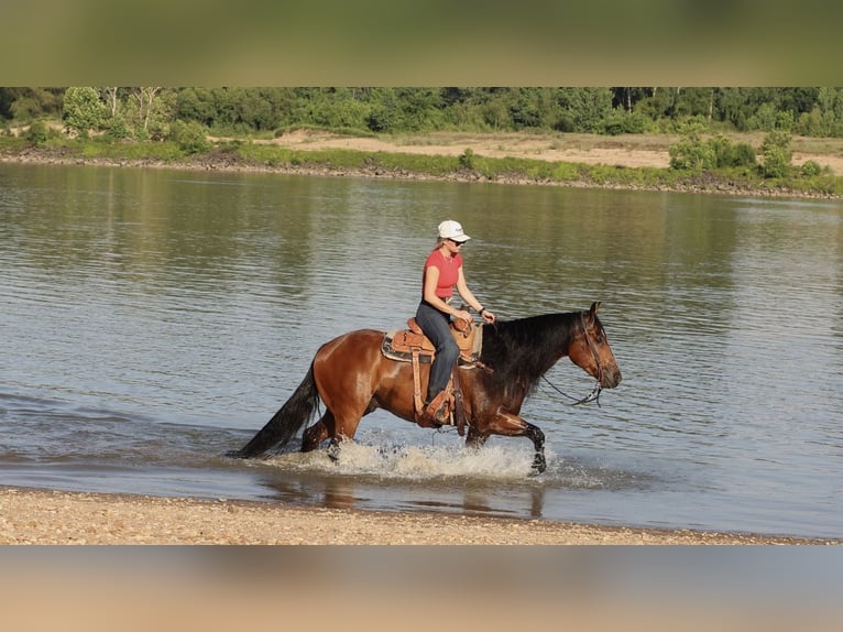 American Quarter Horse Gelding 6 years 15 hh Bay in Mountain View