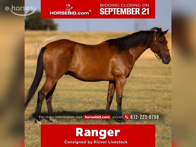 American Quarter Horse Gelding 6 years 15 hh Bay in Ripley