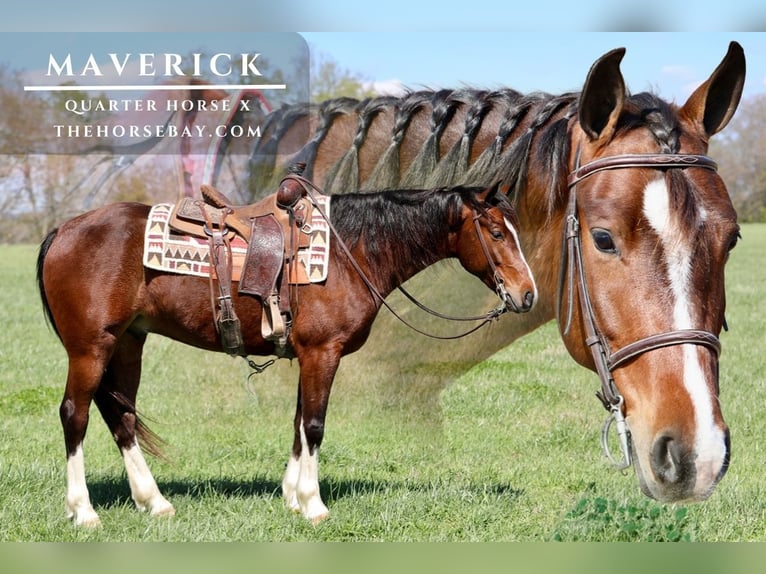 American Quarter Horse Mix Gelding 6 years 15 hh Bay in Mount Vernon, KY