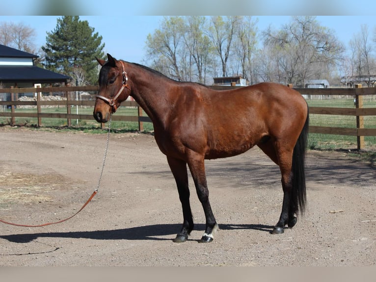 American Quarter Horse Gelding 6 years 15 hh Bay in Fort Collins CO