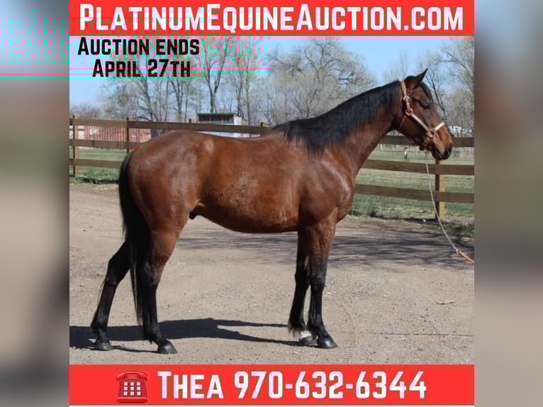 American Quarter Horse Gelding 6 years 15 hh Bay in Fort Collins CO