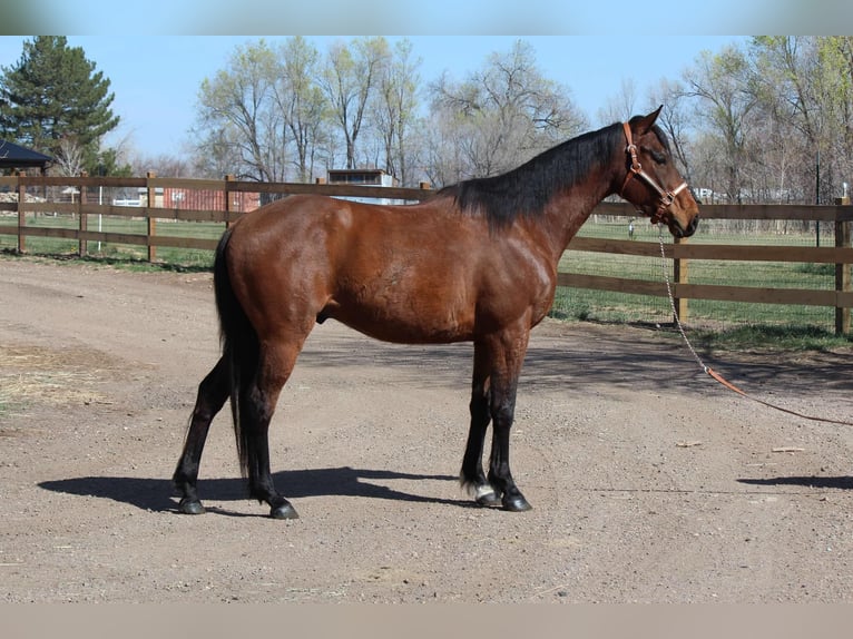 American Quarter Horse Gelding 6 years 15 hh Bay in Fort Collins CO