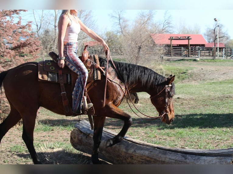 American Quarter Horse Gelding 6 years 15 hh Bay in Fort Collins CO