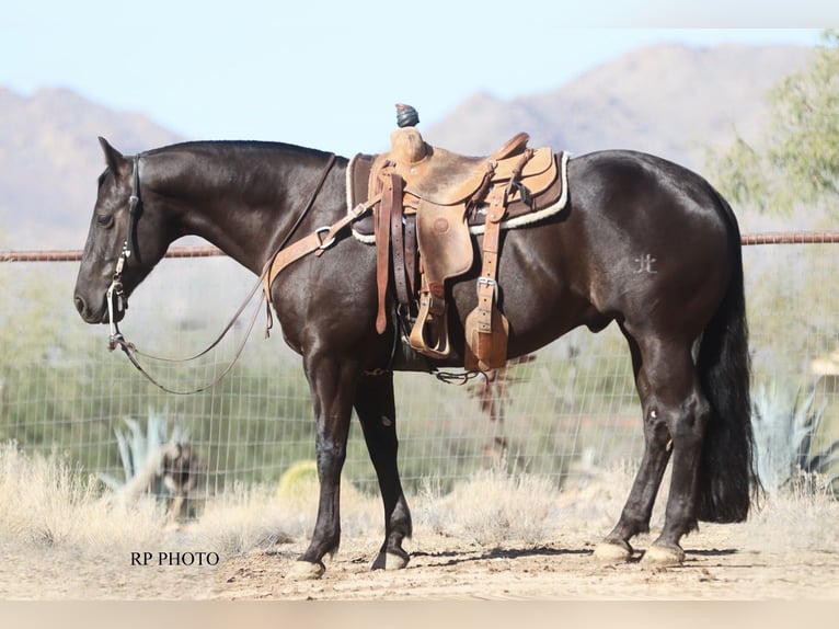 American Quarter Horse Gelding 6 years 15 hh Black in Congress