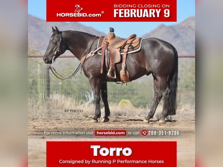 American Quarter Horse Gelding 6 years 15 hh Black in Congress