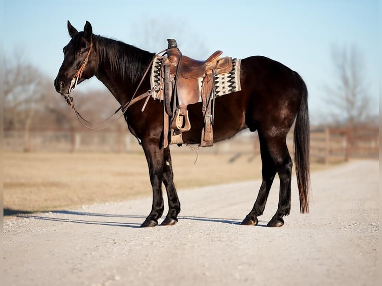 American Quarter Horse Gelding 6 years 15 hh Black in Weatherford, TX