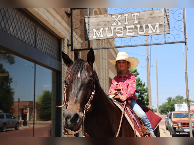 American Quarter Horse Gelding 6 years 15 hh Black in Dalhart, TX