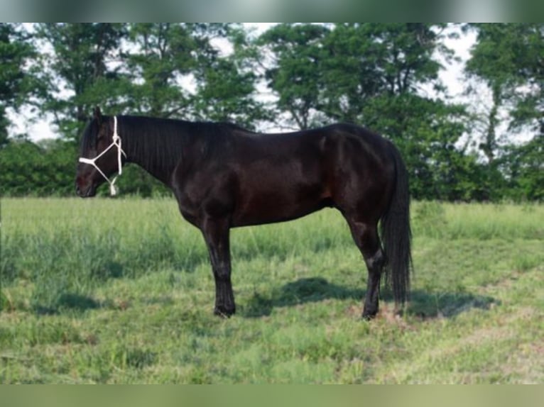 American Quarter Horse Gelding 6 years 15 hh Black in Walkerton IN