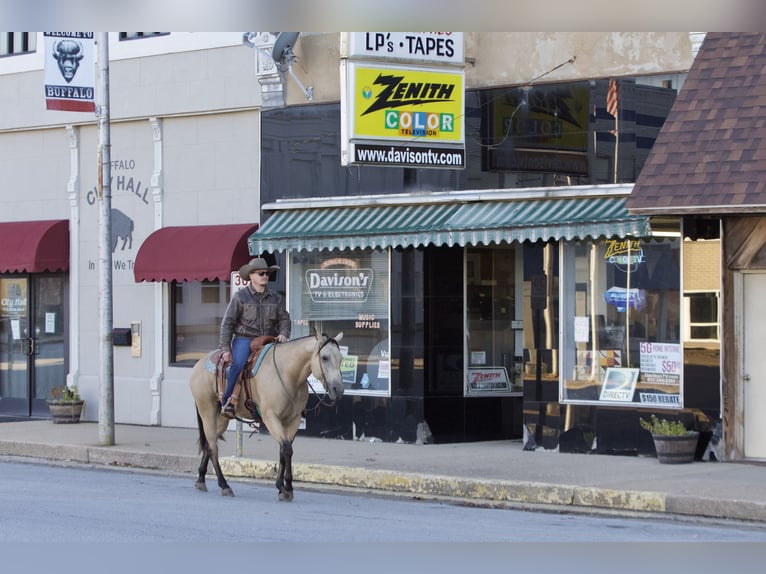 American Quarter Horse Gelding 6 years 15 hh Buckskin in Buffalo, MO