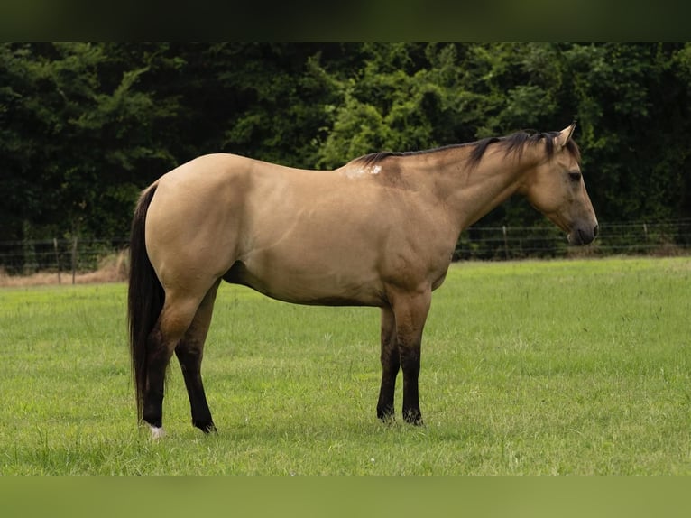 American Quarter Horse Gelding 6 years 15 hh Buckskin in Waterford, CA