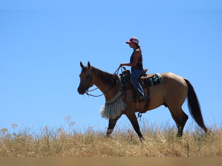 American Quarter Horse Gelding 6 years 15 hh Buckskin in Waterford, CA
