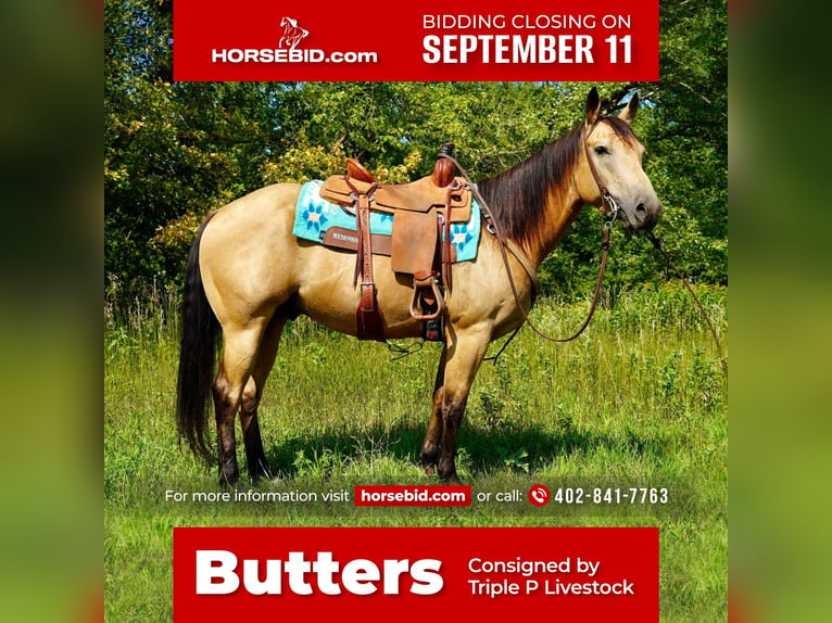 American Quarter Horse Gelding 6 years 15 hh Buckskin in Valley Springs, SD