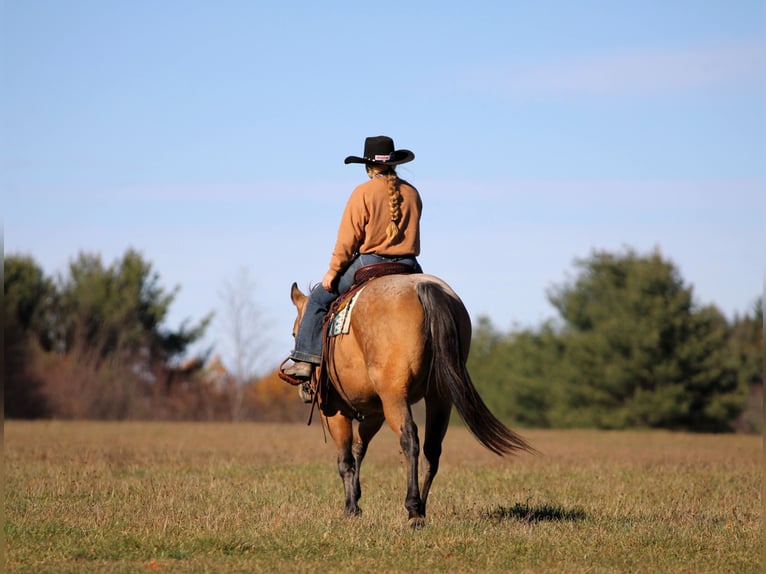 American Quarter Horse Gelding 6 years 15 hh Buckskin in Clarion