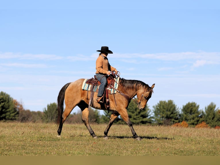 American Quarter Horse Gelding 6 years 15 hh Buckskin in Clarion