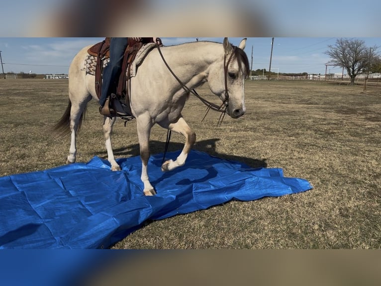 American Quarter Horse Gelding 6 years 15 hh Buckskin in Decatur