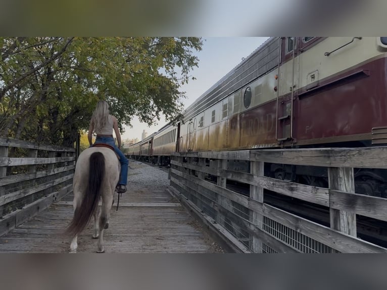 American Quarter Horse Gelding 6 years 15 hh Buckskin in Decatur