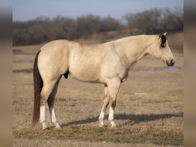 American Quarter Horse Gelding 6 years 15 hh Buckskin in Ponder