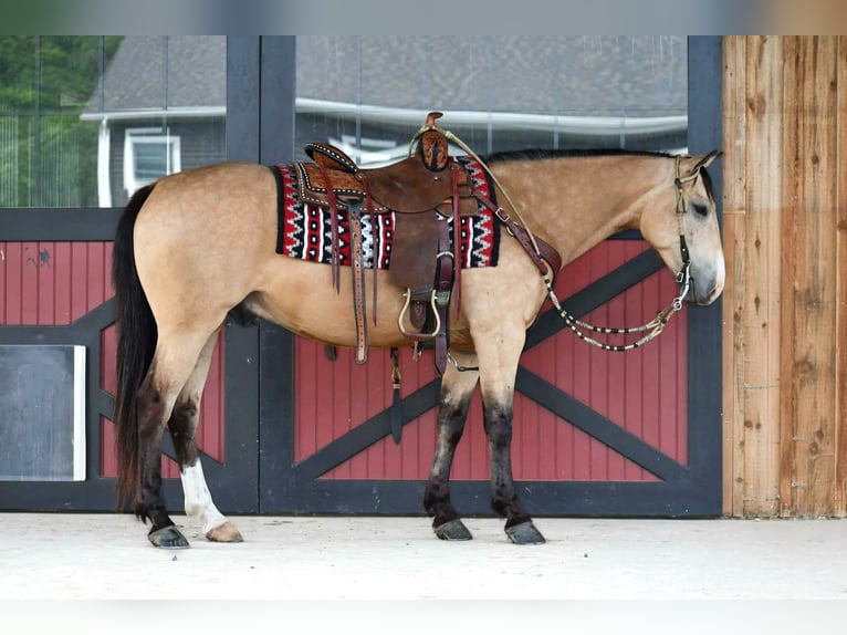 American Quarter Horse Gelding 6 years 15 hh Buckskin in Rebersburg