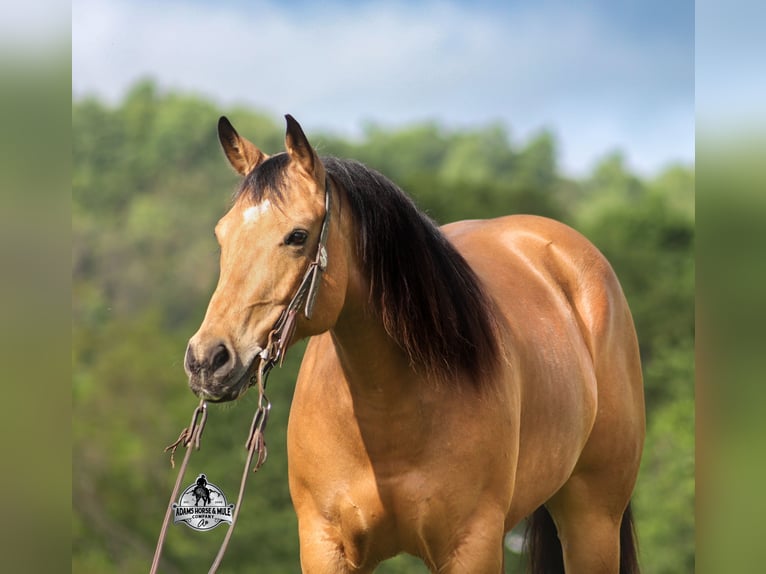 American Quarter Horse Gelding 6 years 15 hh Buckskin in Mount Vernon
