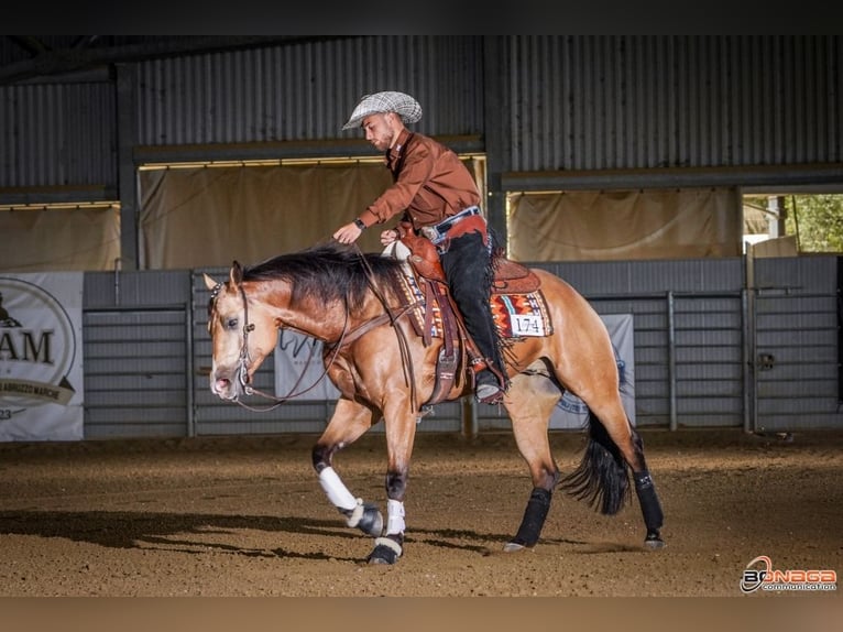 American Quarter Horse Gelding 6 years 15 hh Buckskin in Hard