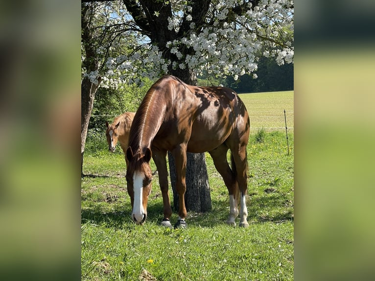 American Quarter Horse Gelding 6 years 15 hh Chestnut-Red in Hohenstein OT Steinsee