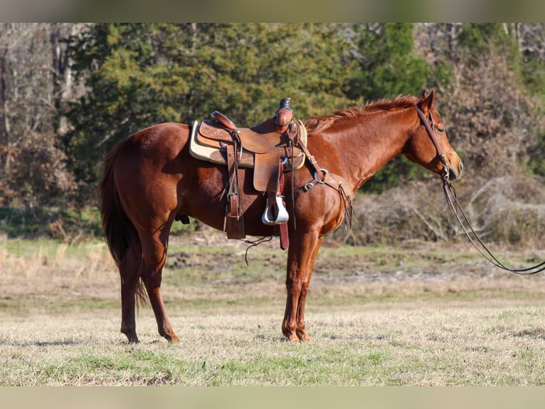 American Quarter Horse Gelding 6 years 15 hh Chestnut in Canton TX