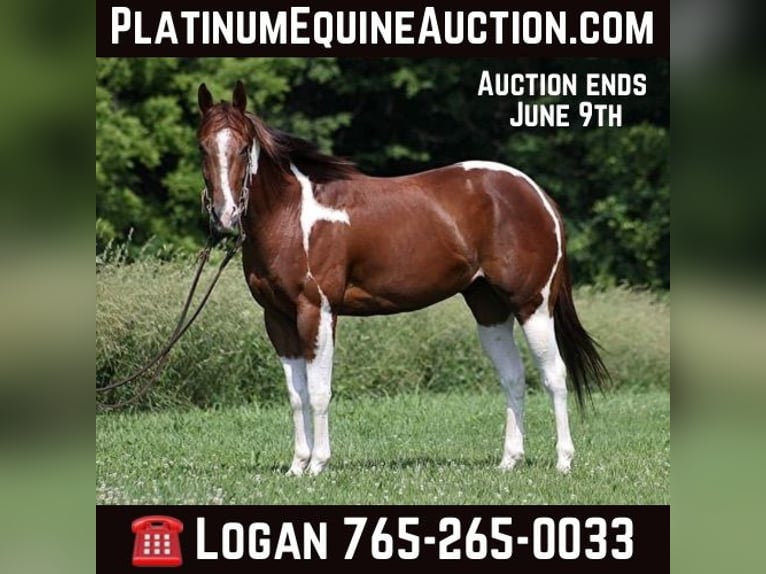 American Quarter Horse Gelding 6 years 15 hh Chestnut in Level Green KY