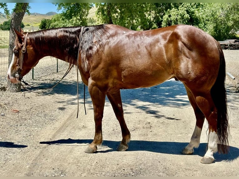 American Quarter Horse Gelding 6 years 15 hh Chestnut in Paicines CA