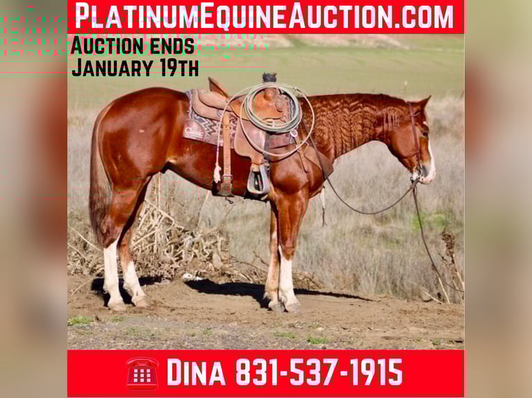 American Quarter Horse Gelding 6 years 15 hh Chestnut in Paicines CA