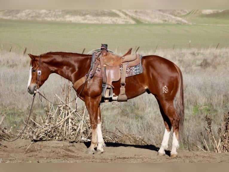 American Quarter Horse Gelding 6 years 15 hh Chestnut in Paicines CA