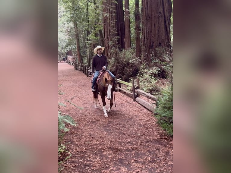 American Quarter Horse Gelding 6 years 15 hh Chestnut in Paicines CA