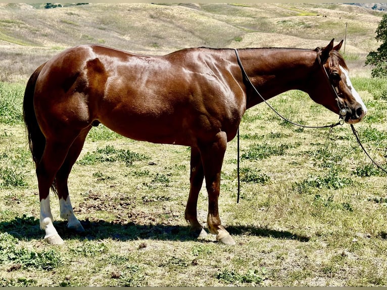 American Quarter Horse Gelding 6 years 15 hh Chestnut in Paicines CA