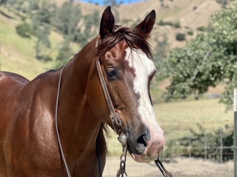 American Quarter Horse Gelding 6 years 15 hh Chestnut in Paicines CA