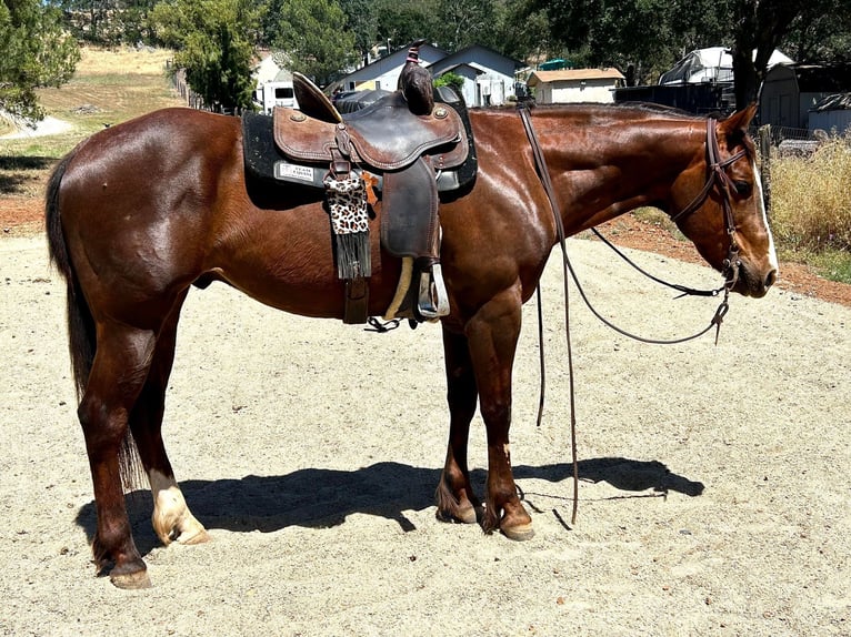 American Quarter Horse Gelding 6 years 15 hh Chestnut in Valley Springs CA