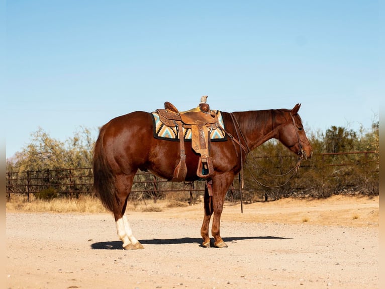 American Quarter Horse Gelding 6 years 15 hh Chestnut in Wickenburg AZ