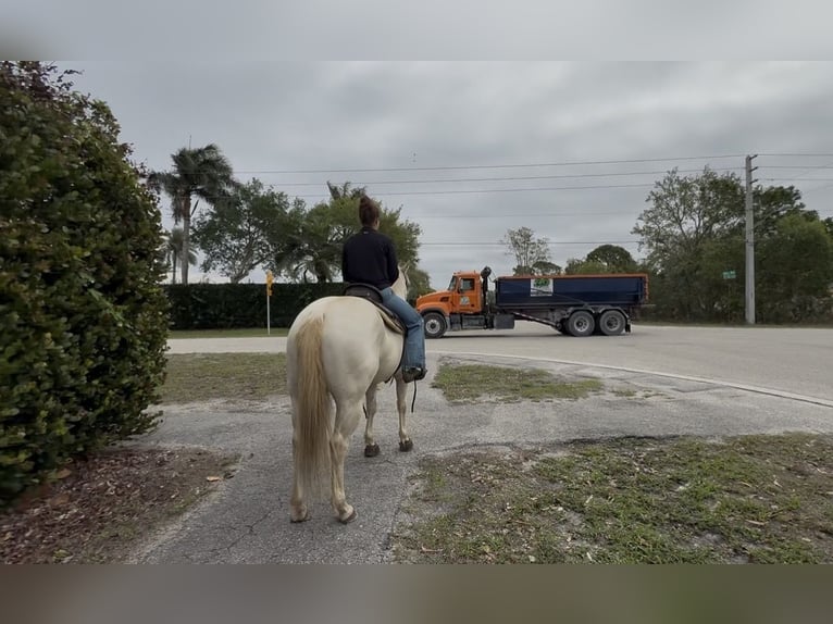 American Quarter Horse Gelding 6 years 15 hh Cremello in Loxahatchee