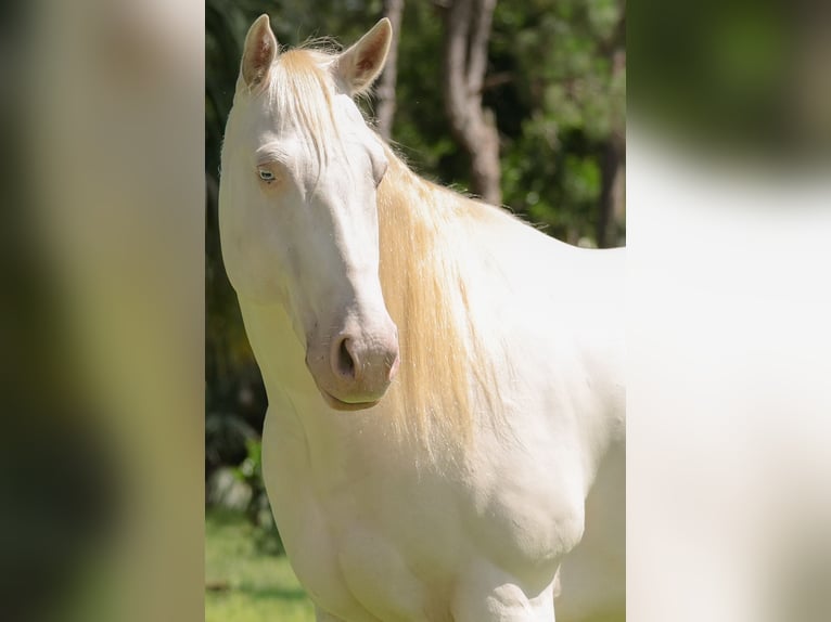 American Quarter Horse Gelding 6 years 15 hh Cremello in Loxahatchee