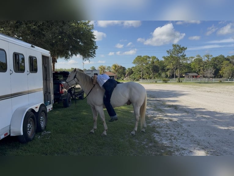 American Quarter Horse Gelding 6 years 15 hh Cremello in Loxahatchee