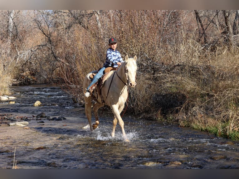 American Quarter Horse Gelding 6 years 15 hh Cremello in Camp Verde AZ