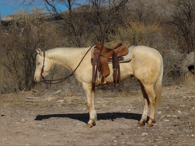 American Quarter Horse Gelding 6 years 15 hh Cremello in Camp Verde AZ