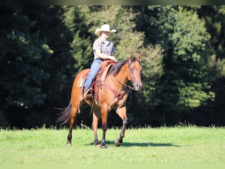 American Quarter Horse Gelding 6 years 15 hh Dun in Clarion