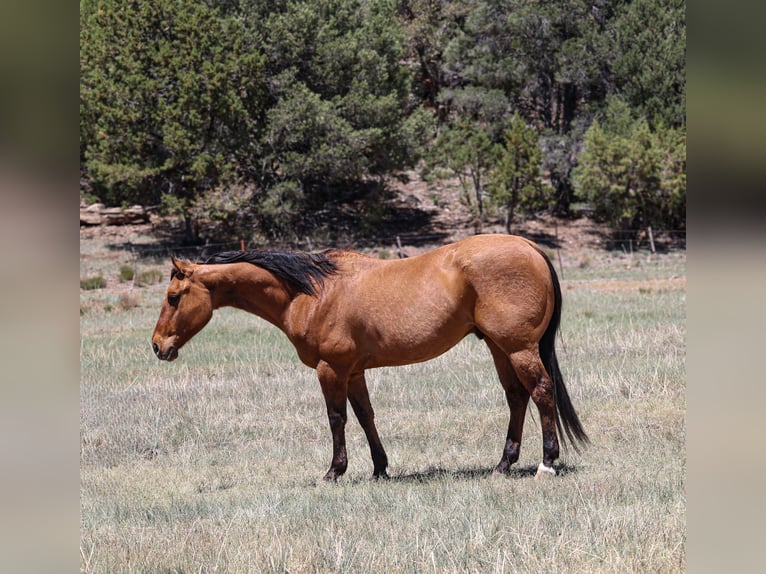 American Quarter Horse Gelding 6 years 15 hh Dun in Camp Verde, AZ