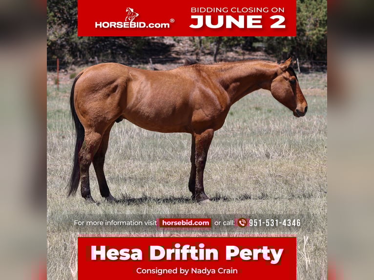 American Quarter Horse Gelding 6 years 15 hh Dun in Camp Verde, AZ