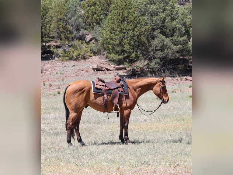 American Quarter Horse Gelding 6 years 15 hh Dun in Camp Verde, AZ
