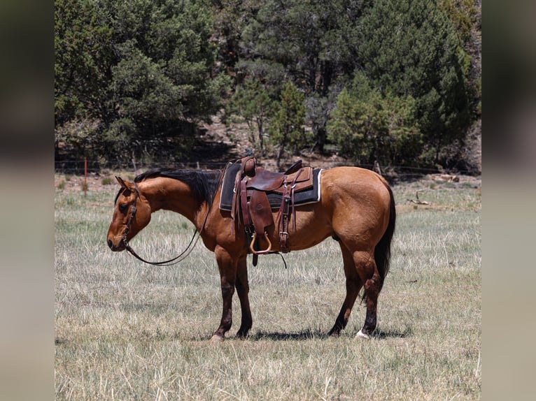 American Quarter Horse Gelding 6 years 15 hh Dun in Camp Verde, AZ
