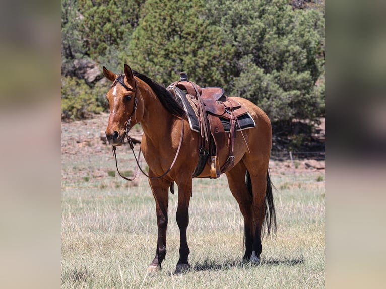 American Quarter Horse Gelding 6 years 15 hh Dun in Camp Verde, AZ