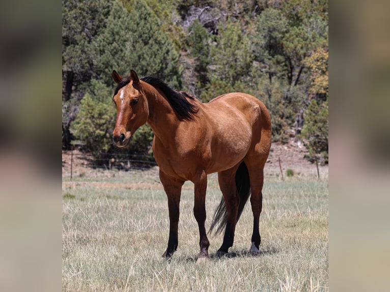 American Quarter Horse Gelding 6 years 15 hh Dun in Camp Verde, AZ