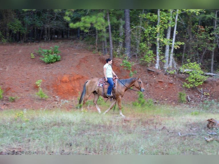 American Quarter Horse Gelding 6 years 15 hh Dun in RUSK, TX